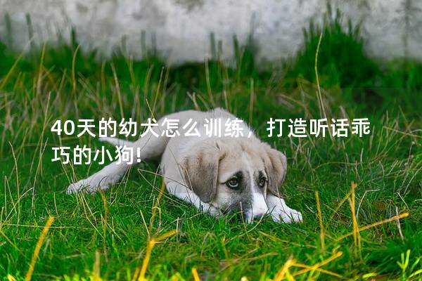 40天的幼犬怎么训练，打造听话乖巧的小狗!