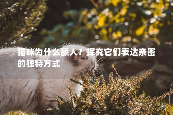 猫咪为什么舔人？探究它们表达亲密的独特方式