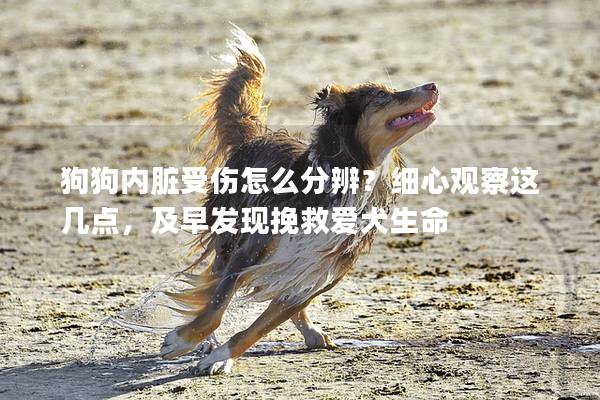 狗狗内脏受伤怎么分辨？细心观察这几点，及早发现挽救爱犬生命