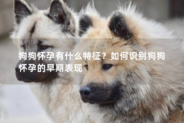 狗狗怀孕有什么特征？如何识别狗狗怀孕的早期表现