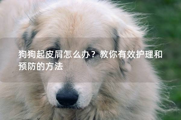 狗狗起皮屑怎么办？教你有效护理和预防的方法