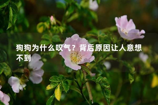 狗狗为什么叹气？背后原因让人意想不到