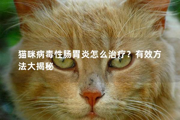 猫咪病毒性肠胃炎怎么治疗？有效方法大揭秘