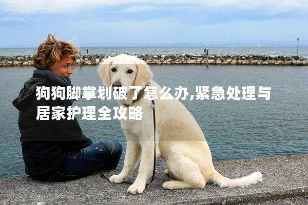 狗狗脚掌划破了怎么办,紧急处理与居家护理全攻略