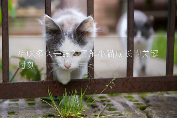 猫咪多久开眼？了解小猫成长的关键时刻