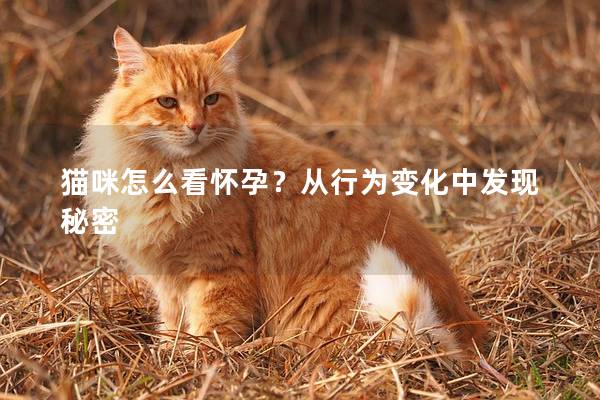 猫咪怎么看怀孕？从行为变化中发现秘密