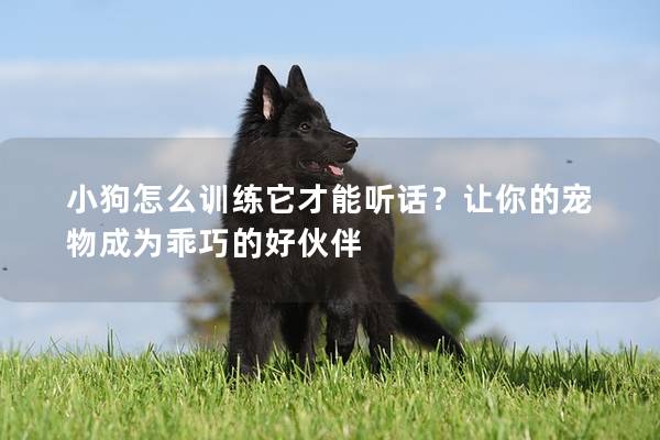 小狗怎么训练它才能听话？让你的宠物成为乖巧的好伙伴