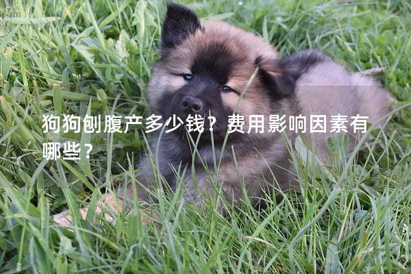 狗狗刨腹产多少钱？费用影响因素有哪些？