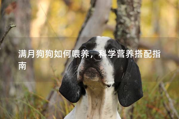 满月狗狗如何喂养，科学营养搭配指南