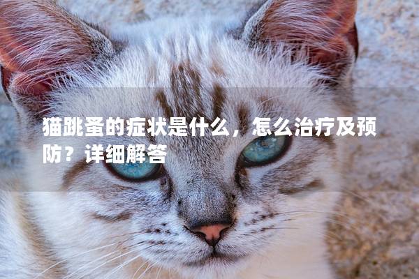 猫跳蚤的症状是什么，怎么治疗及预防？详细解答