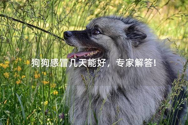 狗狗感冒几天能好，专家解答!