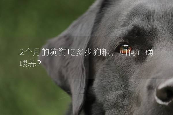 2个月的狗狗吃多少狗粮，如何正确喂养？