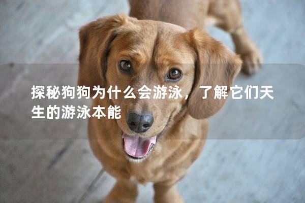 探秘狗狗为什么会游泳，了解它们天生的游泳本能