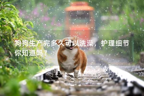 狗狗生产完多久可以洗澡，护理细节你知道吗？