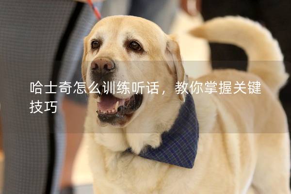 哈士奇怎么训练听话，教你掌握关键技巧