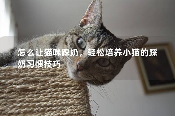 怎么让猫咪踩奶，轻松培养小猫的踩奶习惯技巧