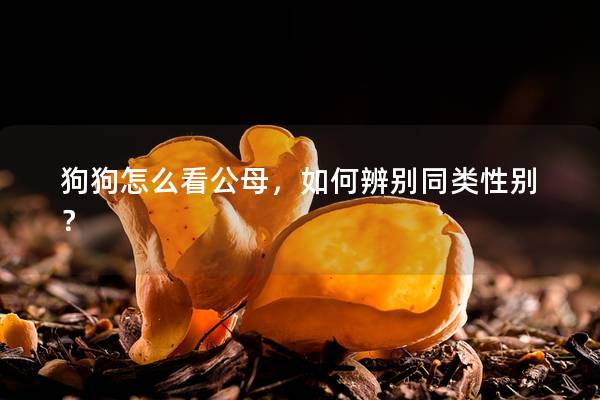 狗狗怎么看公母，如何辨别同类性别？