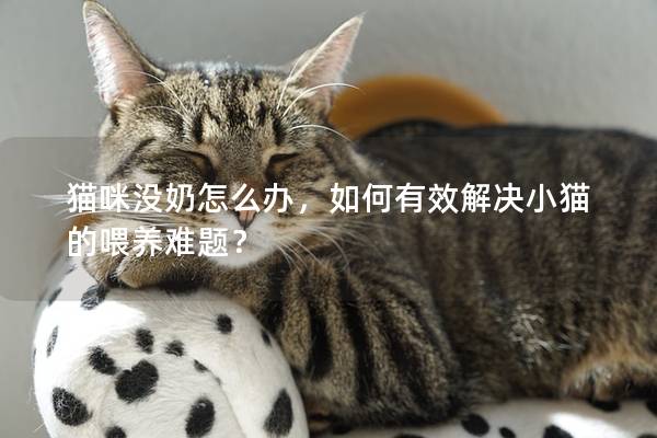 猫咪没奶怎么办，如何有效解决小猫的喂养难题？