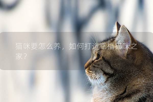 猫咪要怎么养，如何打造幸福猫咪之家？