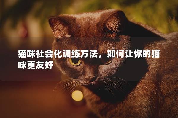 猫咪社会化训练方法，如何让你的猫咪更友好