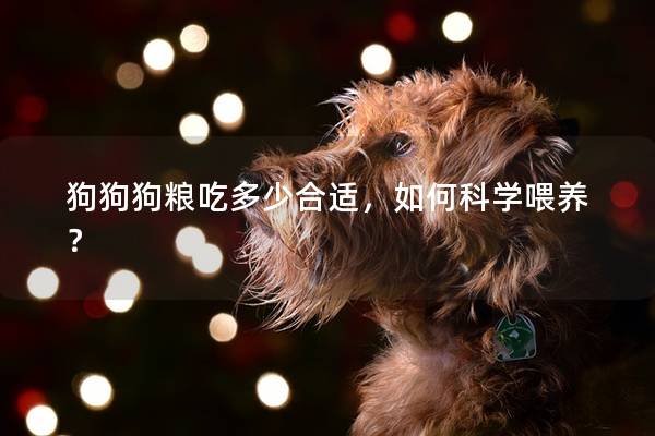 狗狗狗粮吃多少合适，如何科学喂养？