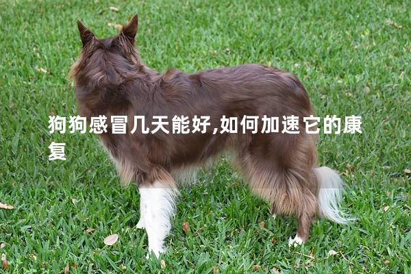 狗狗感冒几天能好,如何加速它的康复