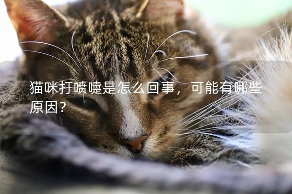 猫咪打喷嚏是怎么回事，可能有哪些原因？