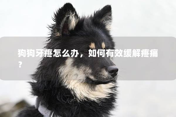 狗狗牙疼怎么办，如何有效缓解疼痛？
