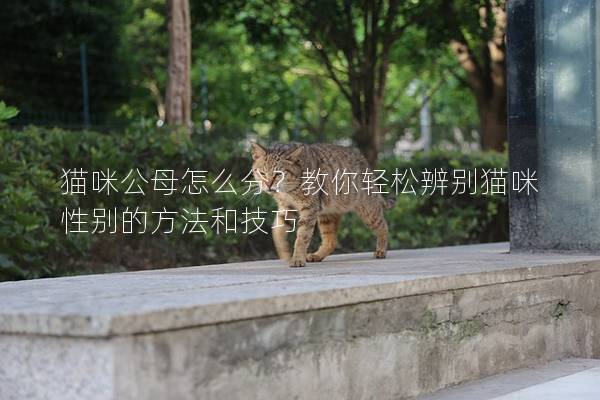 猫咪公母怎么分？教你轻松辨别猫咪性别的方法和技巧