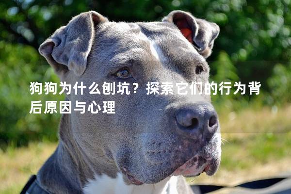 狗狗为什么刨坑？探索它们的行为背后原因与心理