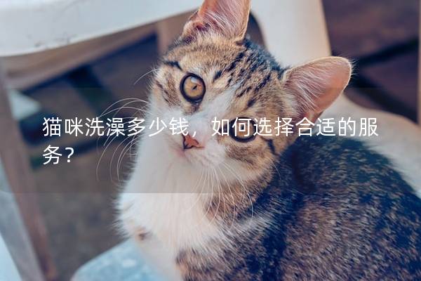 猫咪洗澡多少钱，如何选择合适的服务？