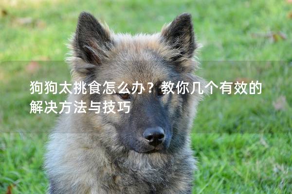 狗狗太挑食怎么办？教你几个有效的解决方法与技巧