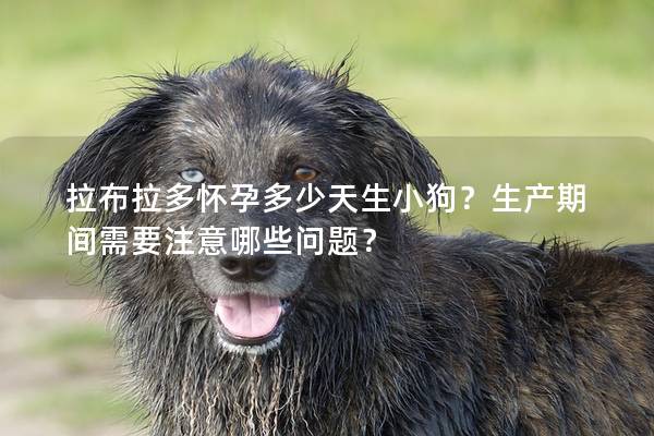 拉布拉多怀孕多少天生小狗？生产期间需要注意哪些问题？