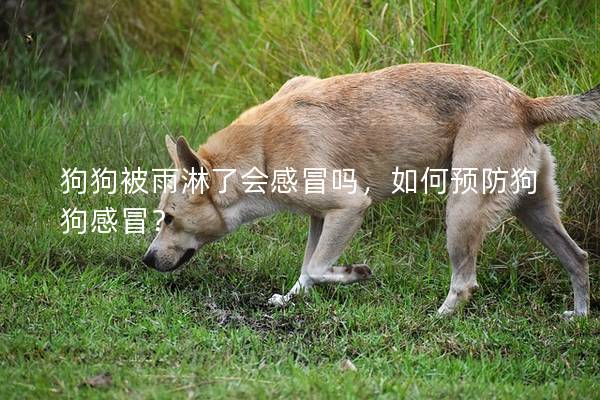 狗狗被雨淋了会感冒吗，如何预防狗狗感冒？