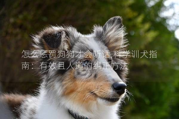 怎么惩罚狗狗才会听话,科学训犬指南：有效且人道的纠正方法