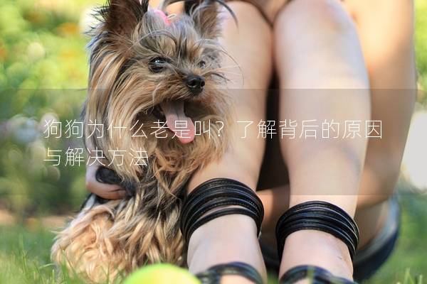 狗狗为什么老是叫？了解背后的原因与解决方法
