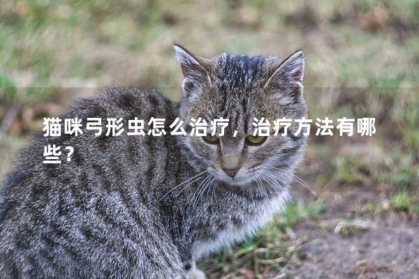 猫咪弓形虫怎么治疗，治疗方法有哪些？