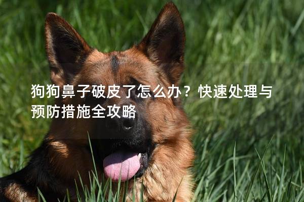 狗狗鼻子破皮了怎么办？快速处理与预防措施全攻略