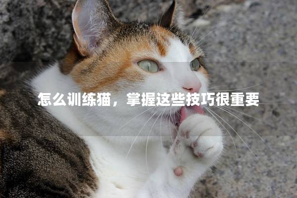 怎么训练猫，掌握这些技巧很重要