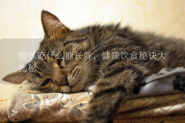 猫咪吃什么能长胖，健康饮食秘诀大揭秘