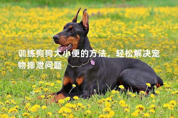 训练狗狗大小便的方法，轻松解决宠物排泄问题