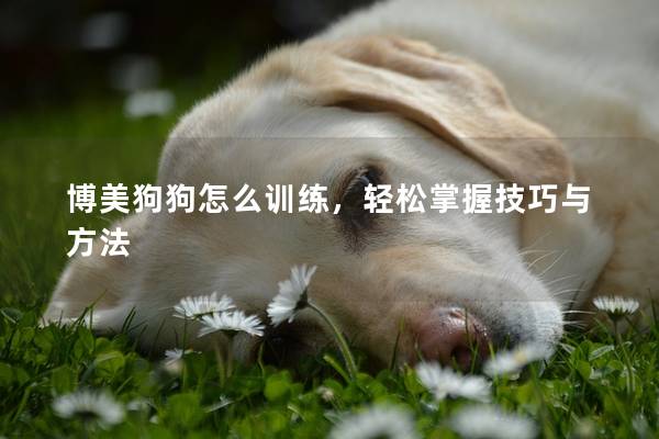 博美狗狗怎么训练，轻松掌握技巧与方法