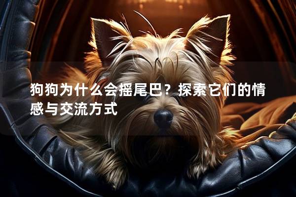 狗狗为什么会摇尾巴？探索它们的情感与交流方式