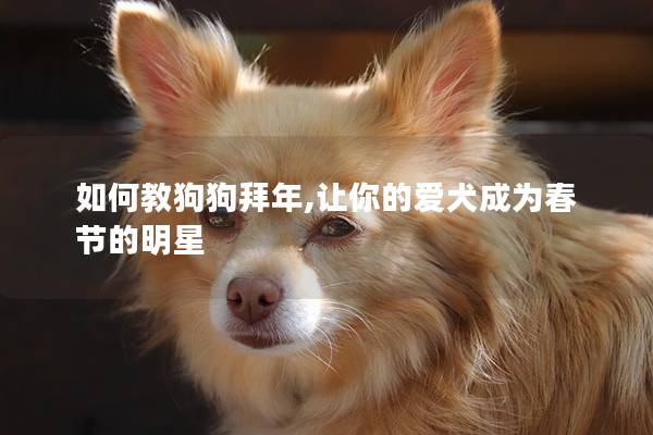 如何教狗狗拜年,让你的爱犬成为春节的明星