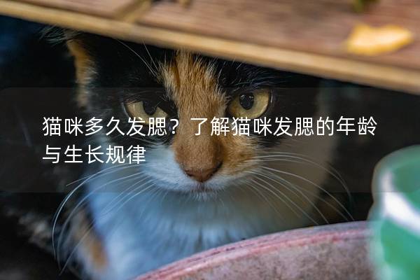 猫咪多久发腮？了解猫咪发腮的年龄与生长规律