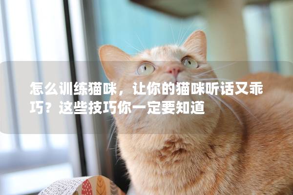 怎么训练猫咪，让你的猫咪听话又乖巧？这些技巧你一定要知道