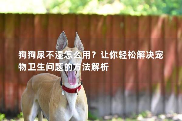 狗狗尿不湿怎么用？让你轻松解决宠物卫生问题的方法解析