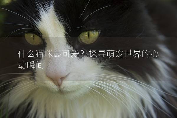 什么猫咪最可爱？探寻萌宠世界的心动瞬间