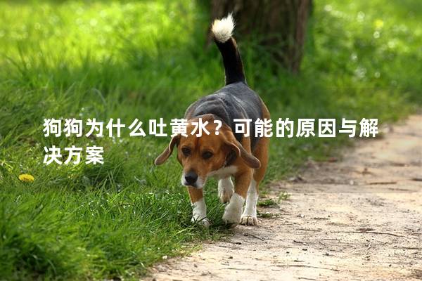 狗狗为什么吐黄水？可能的原因与解决方案