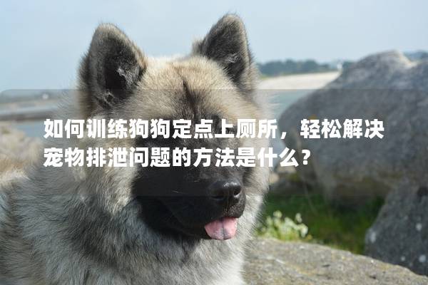 如何训练狗狗定点上厕所，轻松解决宠物排泄问题的方法是什么？